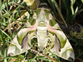 Oleander Hawk-moth